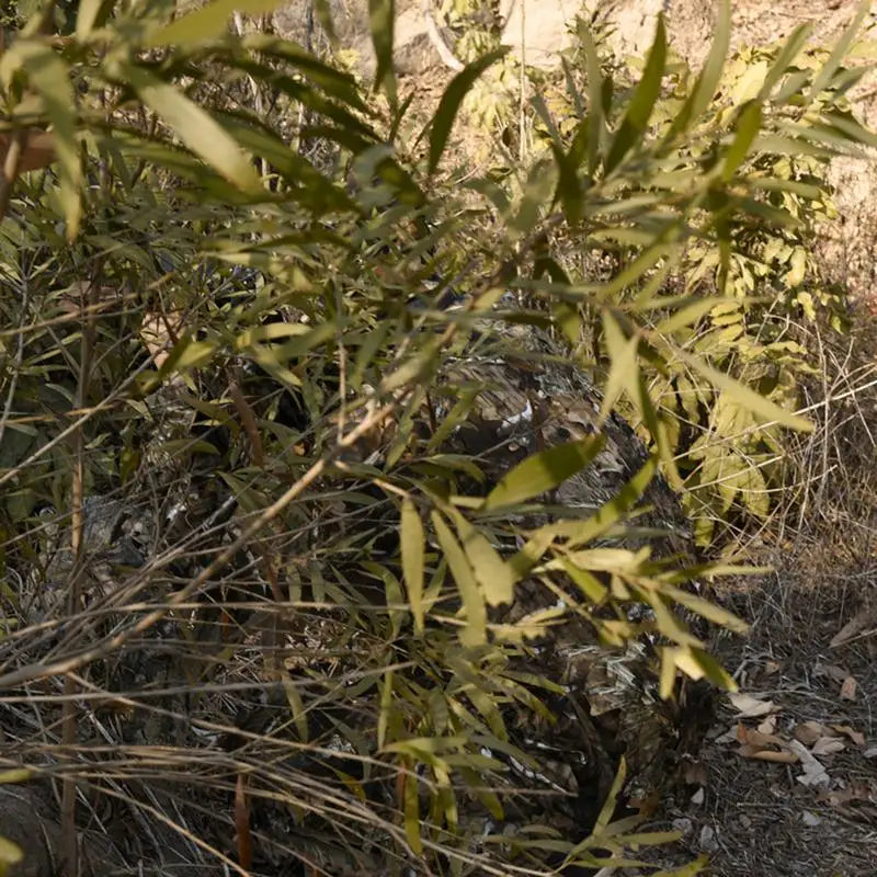 Premium 3D Ghillie Camouflage Hunting Suit